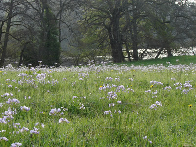 Cuckoo Flowers Llangoed